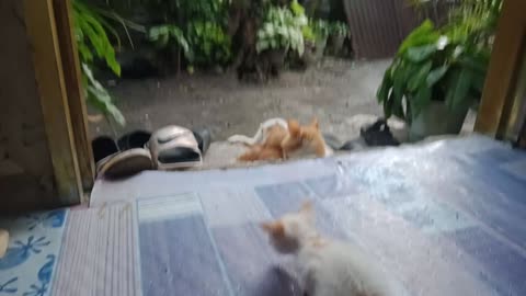 Orphan kitten want to join balgar family part 2