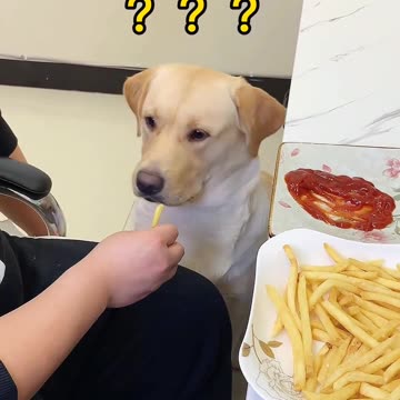 🐕 The longing looks of the dog 😭💔😂