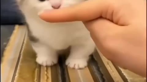 Finger cat