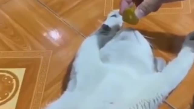 Squeeze lime into the mouth of a sleeping cat until the cat feels strange
