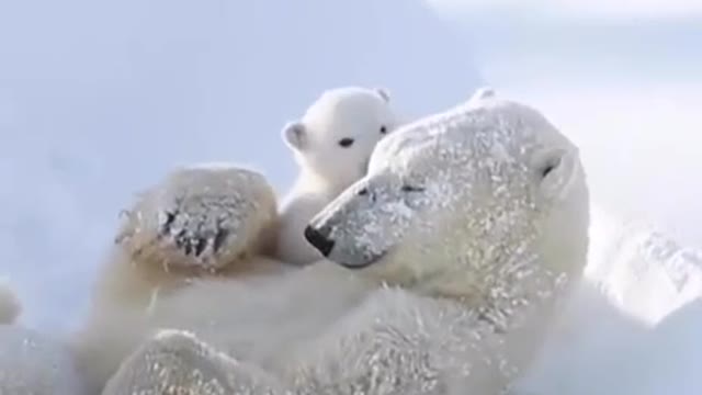 Polar bear cub and his mom happy in the snow