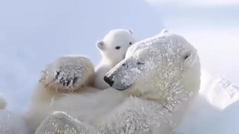 Polar bear cub and his mom happy in the snow