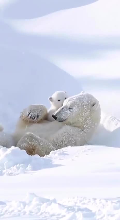 Polar bear cub and his mom happy in the snow