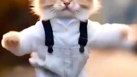 Cat dancing video // dancing cat