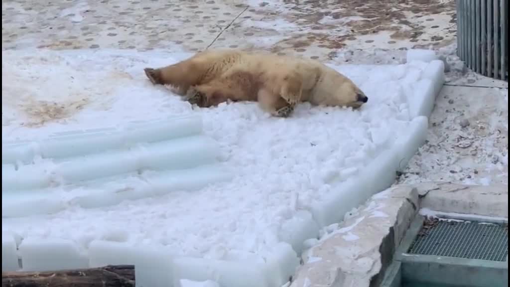 Polar bears play in the snow