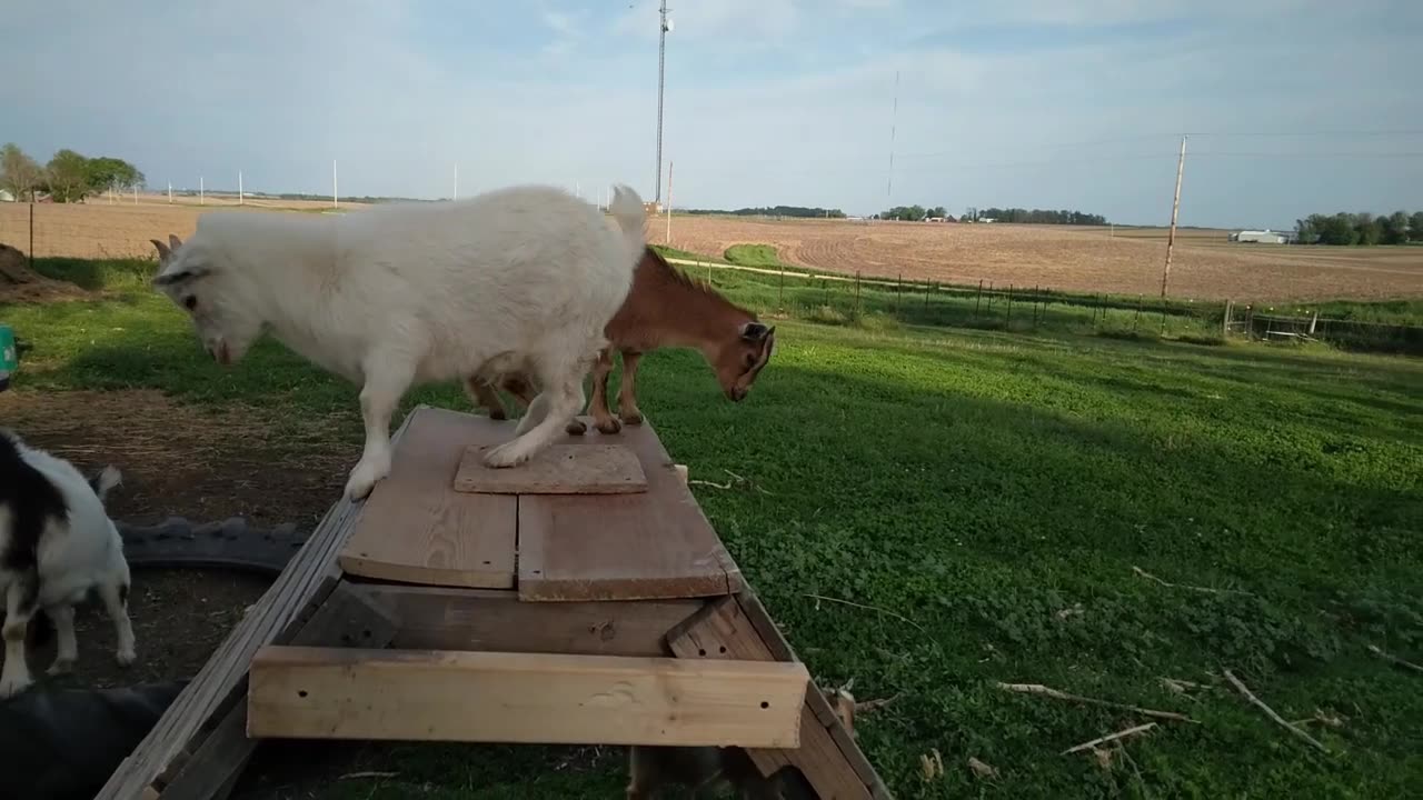 The kids are enjoying a new obstacle!