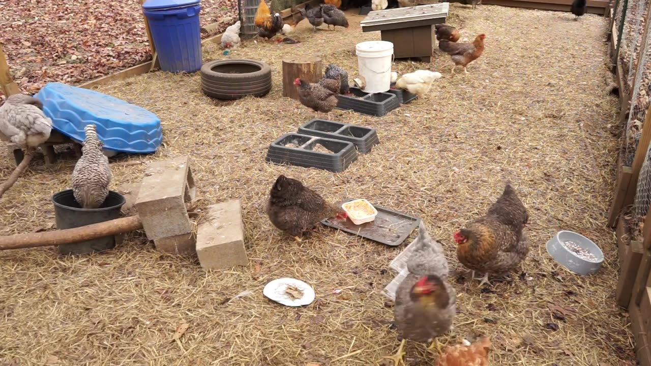 Chickens have a Christmas Eve feast and no people around to bother them.