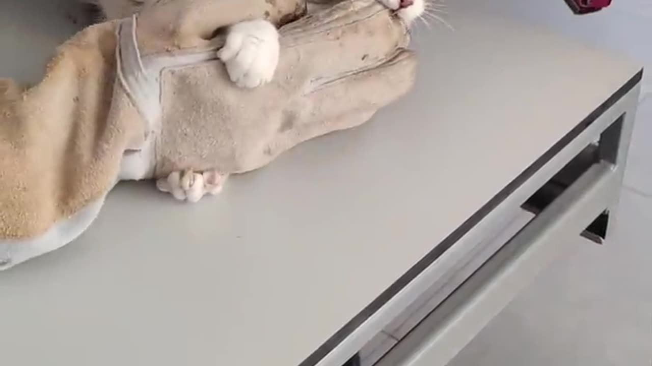 Spicy kitten has an open wound and bites the vet to get relaxed