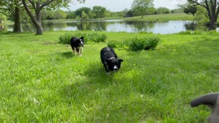 One Pup Gets Impatient