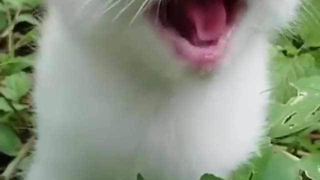 Cat kissing with her mom...... lovely teddy