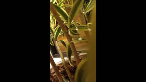 watching queen bog hag 2/17/2024