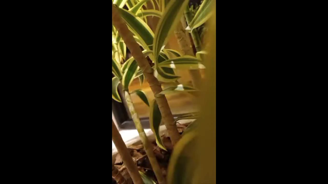 watching queen bog hag 2/17/2024