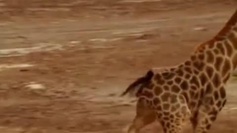 Girraffe kicks lion into another lifetime