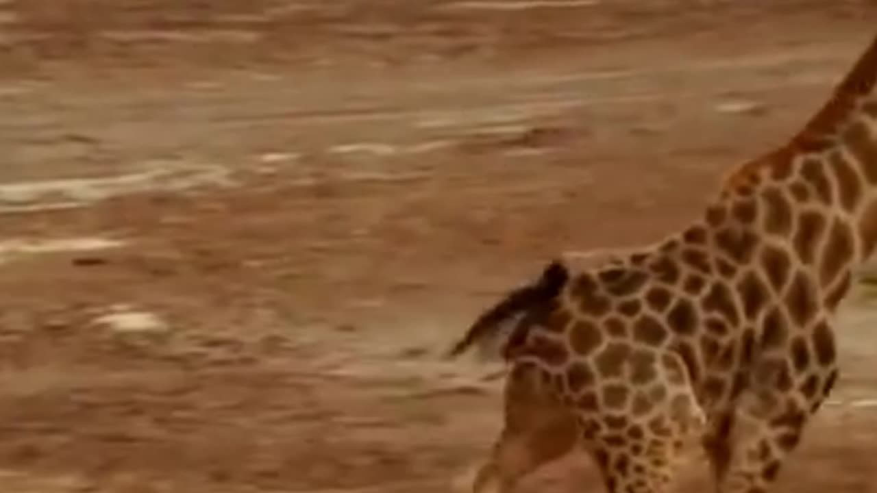 Girraffe kicks lion into another lifetime