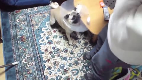 Funny Animals