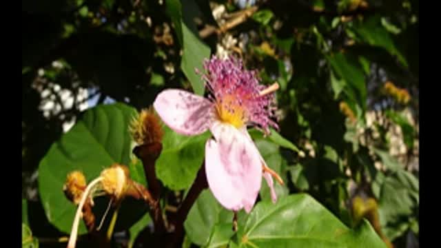 Odds and Ends Part 3 Prickly pear, Huauzontle and Annatto