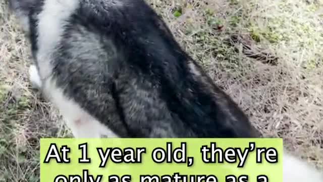 compilation | baby animals 79 | cute animals 79 | kids #shorts