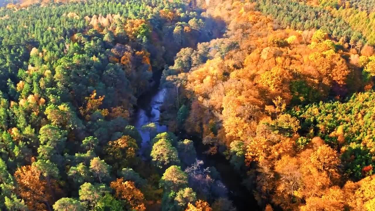 Enchanting Autumn Forests with Beautiful Piano Music