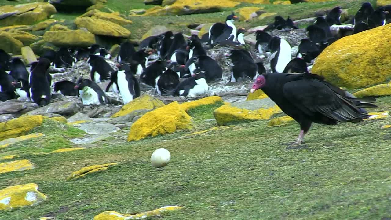 Amazing! Bird steals egg camera & films penguin colony from the air