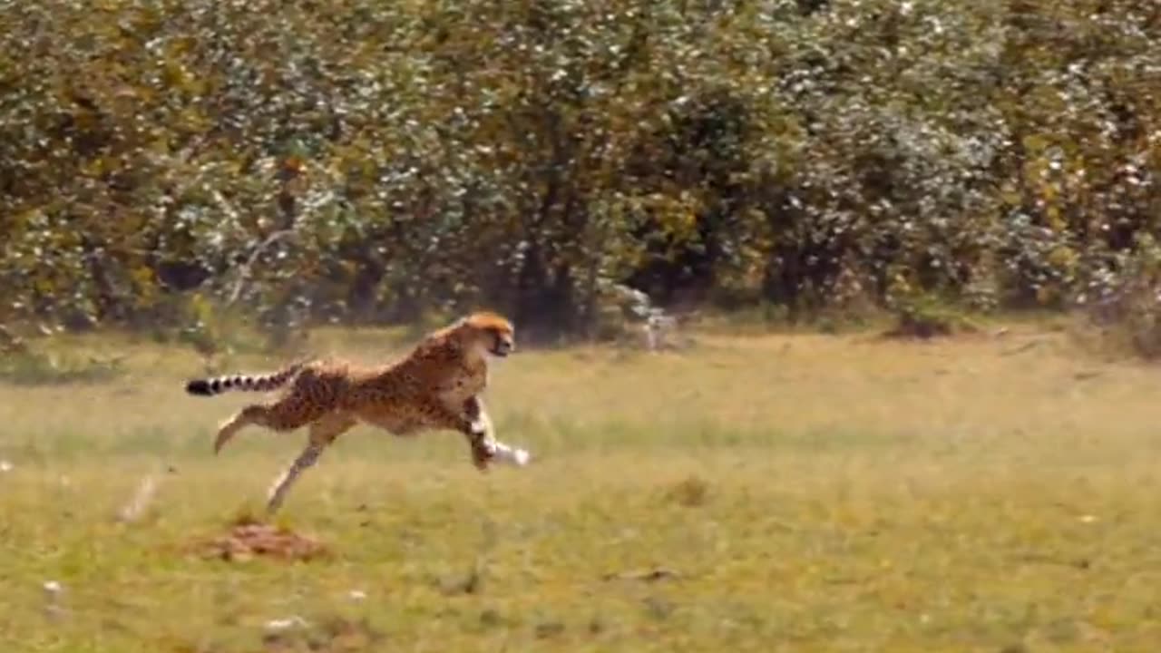 cheetah