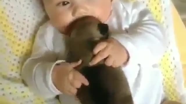 baby vs pet