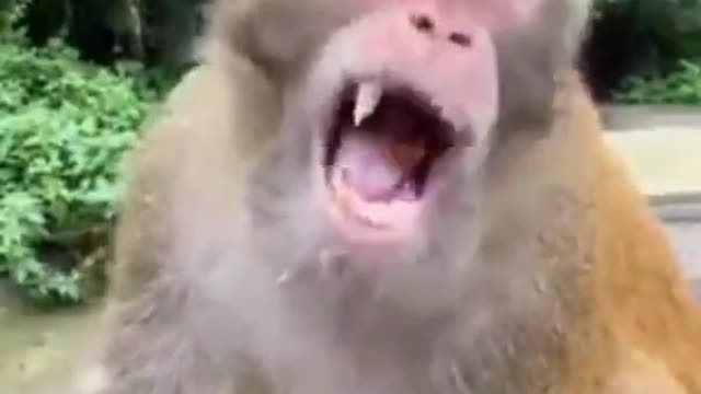 Best of funny animal videos Funniest compilation vines 2022 Funny Animals Planet
