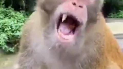 Best of funny animal videos Funniest compilation vines 2022 Funny Animals Planet