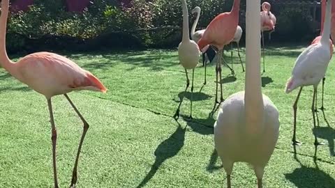 Flamingos