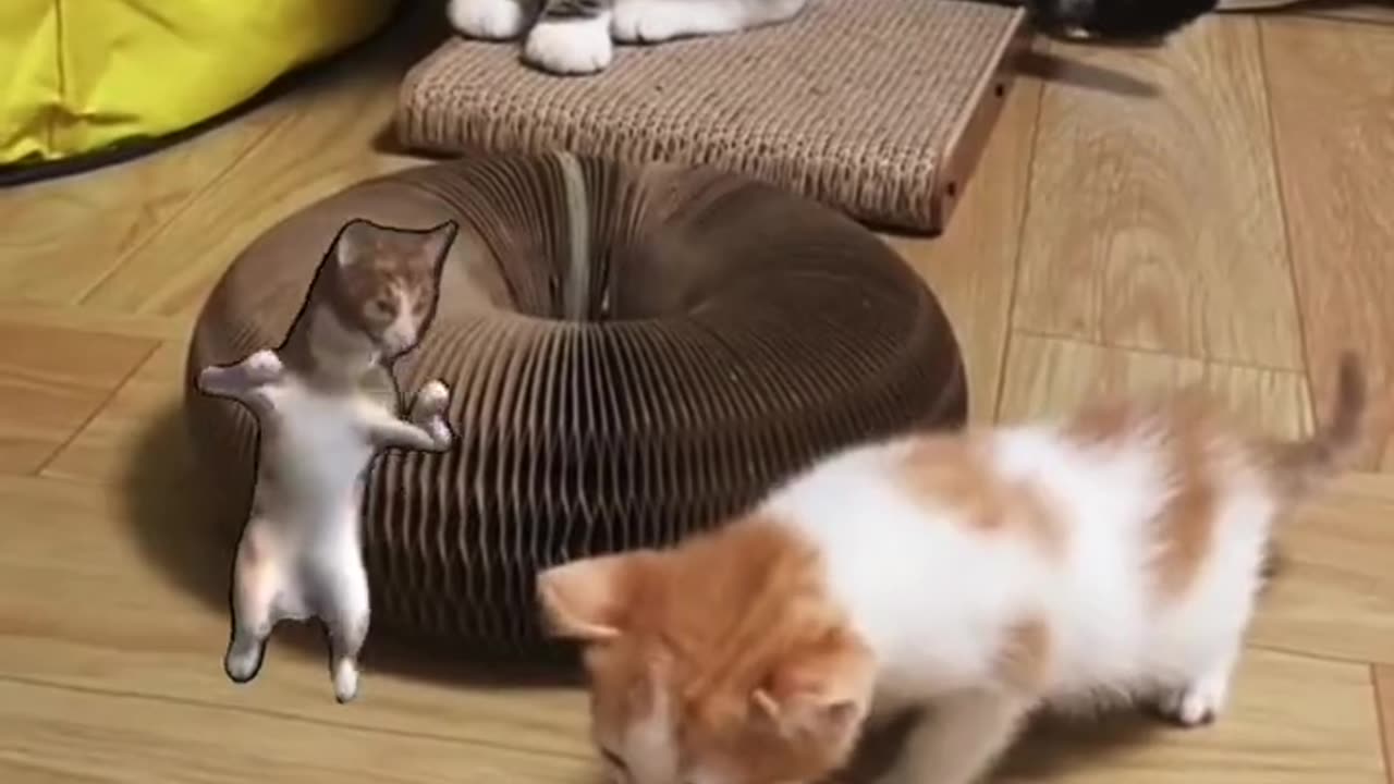 funny video with cat 🐈 😃😃😃😃