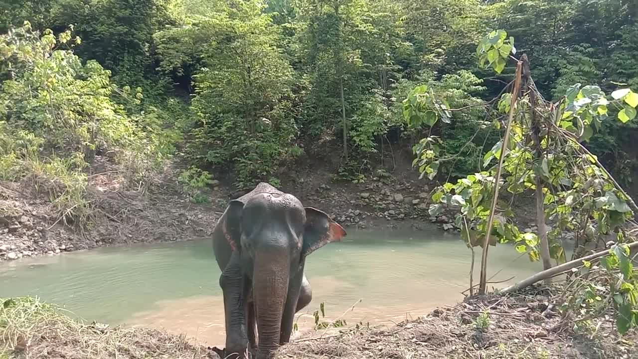 Nurse Elephant at protected Forest