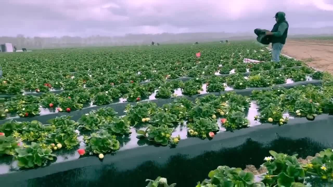 How To Produce Billions Of Strawberries In California - Strawberry Harvesting-2