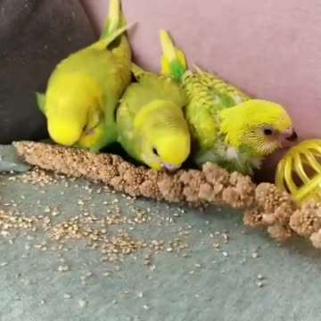 A group of lovebirds eat grain in their cage in a quick way