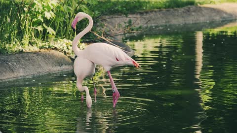 beautiful flamingo in the water