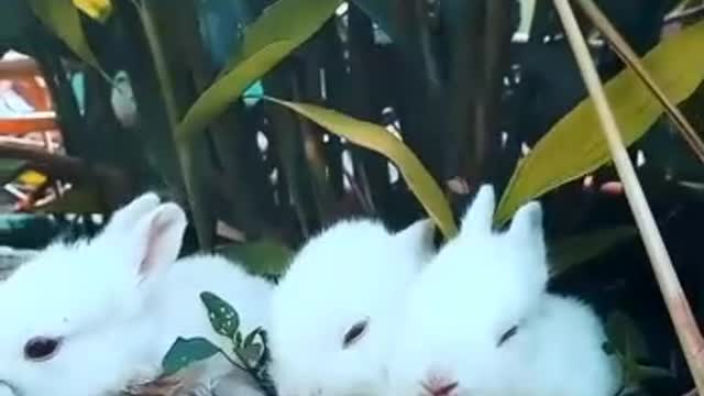 Rabbits