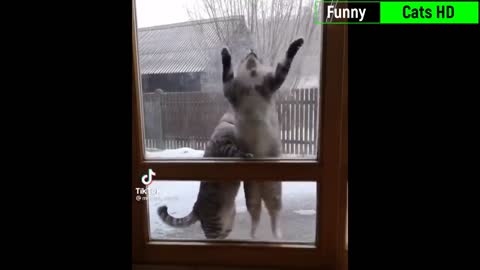 Funniest cat videos #6 - HILARIOUS!