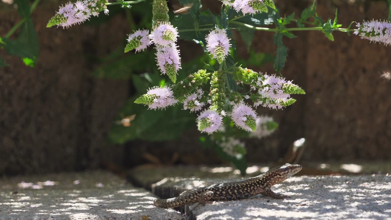 Lizard Catch His Food