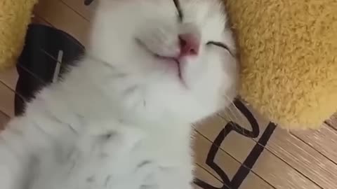 Funniest Cats and Dogs 🐶🐱 | Funny Animal Videos