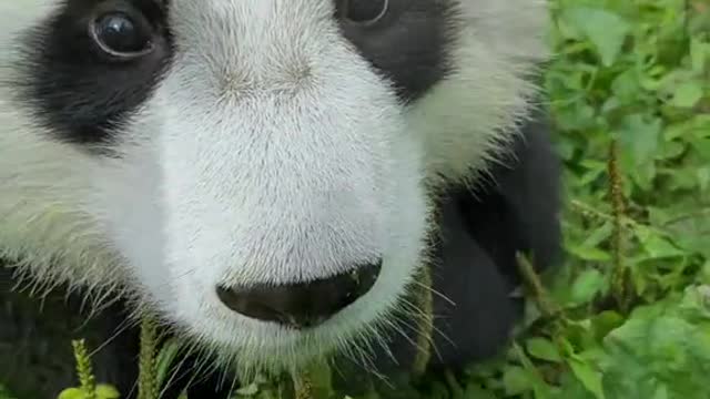 Chinese giant panda