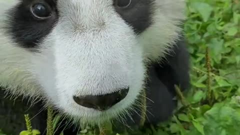 Chinese giant panda