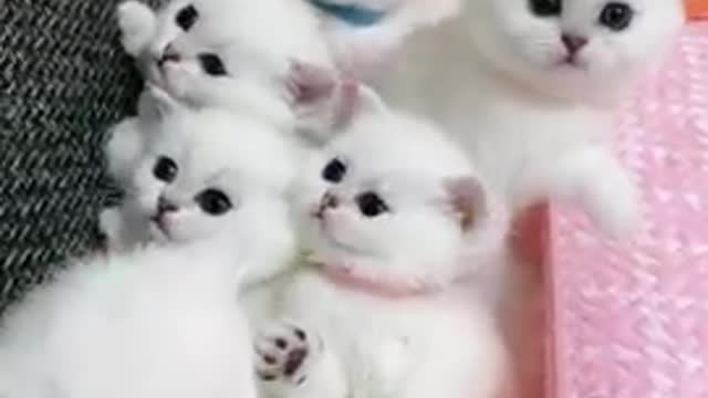 Beautiful Cute a lot of Kitten
