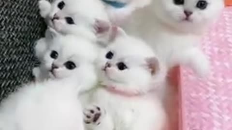 Beautiful Cute a lot of Kitten