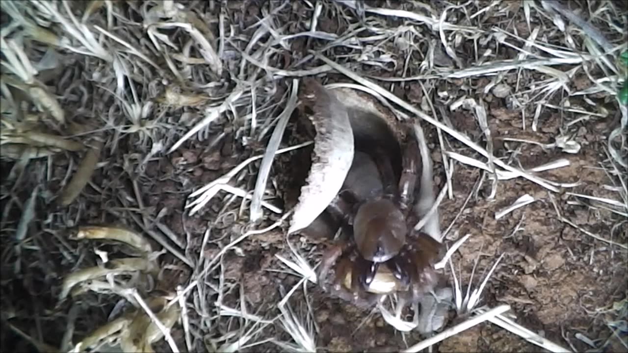 Trapdoor Spider Adds Big Beetles To The Menu