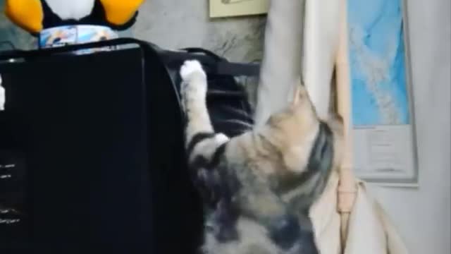 Compilation Funny cat - don't hold your laugh😹