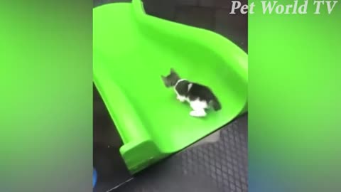 Funny animal videos 📹