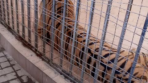 A close view of a tiger , lion in Zoo. Kids realy enjoy it.