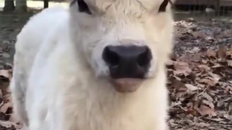 Cute Cow Baby amazing video