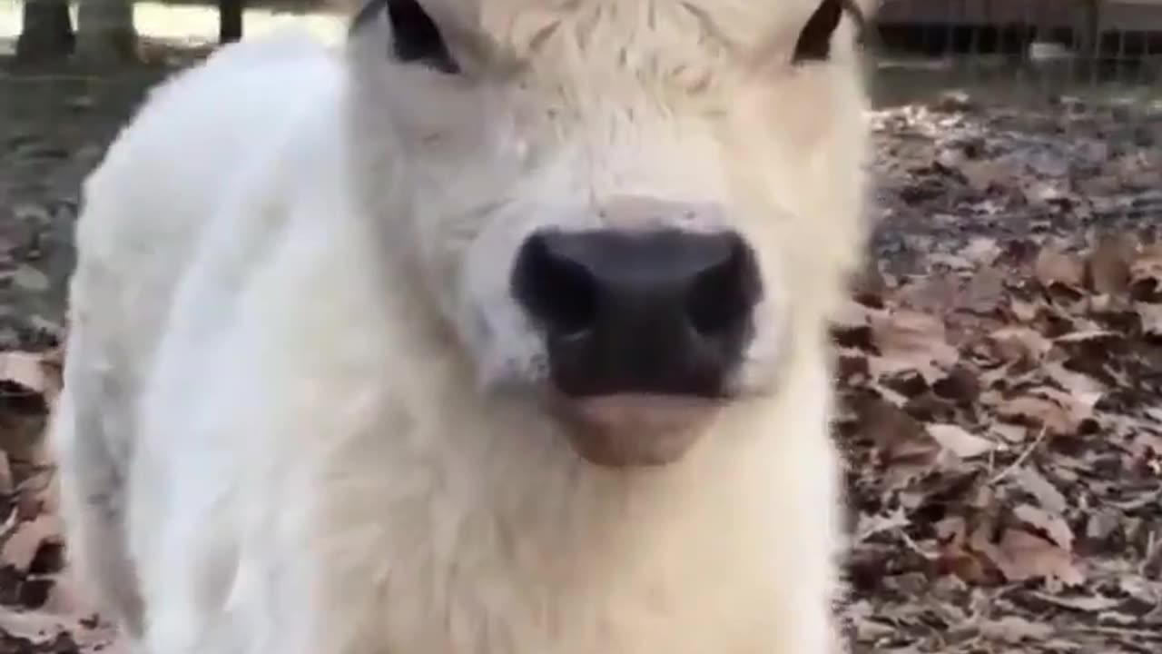 Cute Cow Baby amazing video