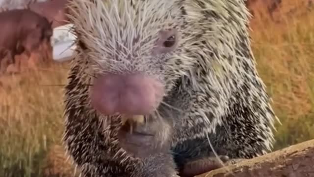 Is this a hedgehog? What a cute way to eat!