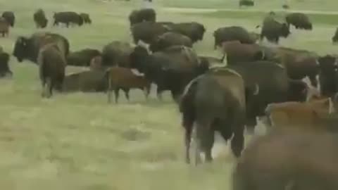 Don't pet the Buffalo