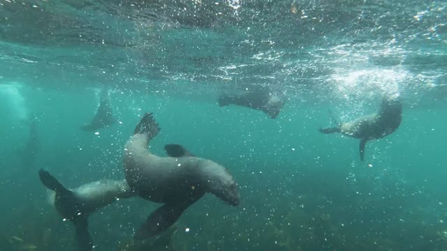 funny baby seals